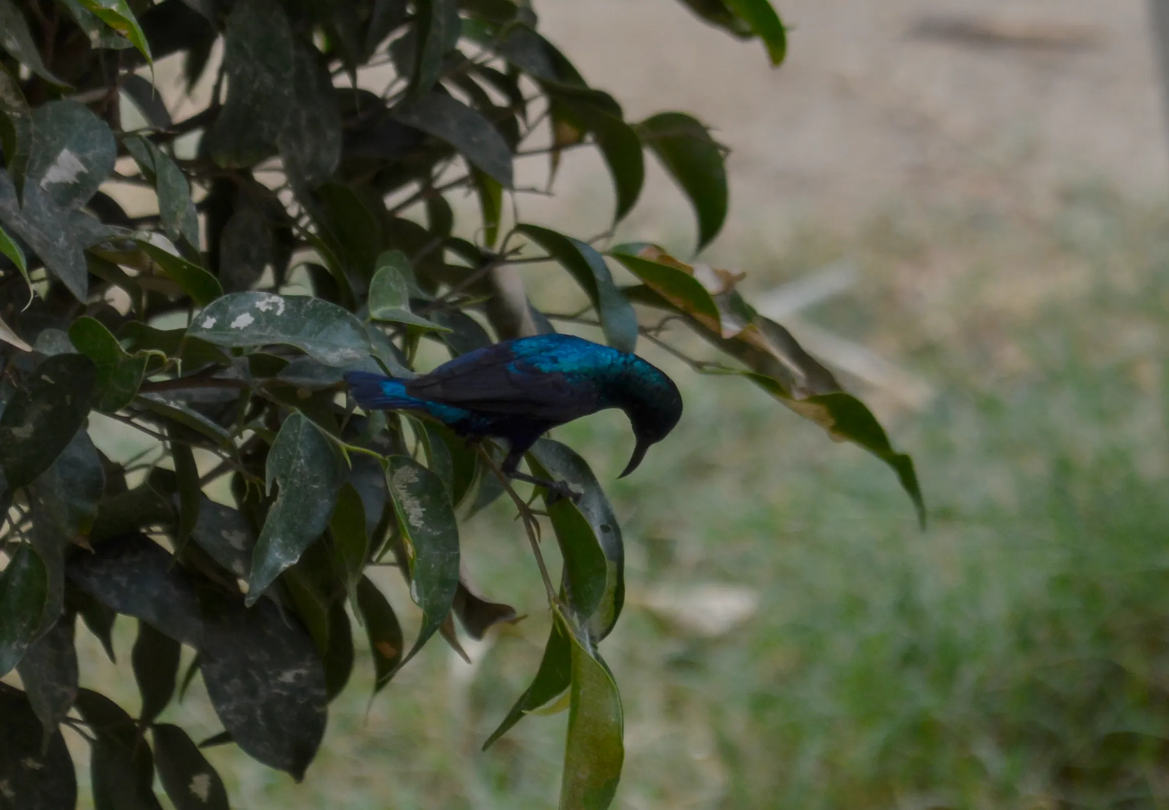 A purple sunbird with black body and glistening blue streaks sitting in the leaves of a bush