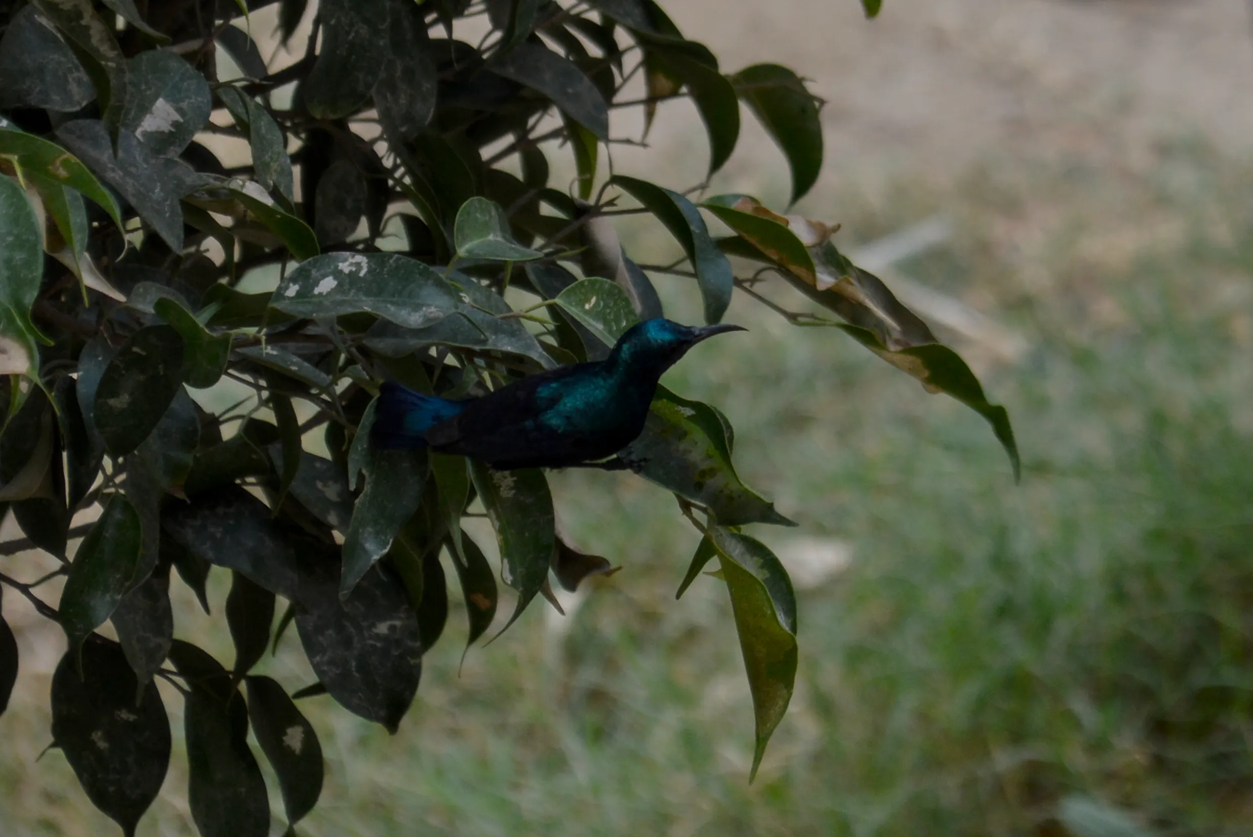 A purple sunbird with black body and glistening blue streaks sitting in the leaves of a bush, looking up