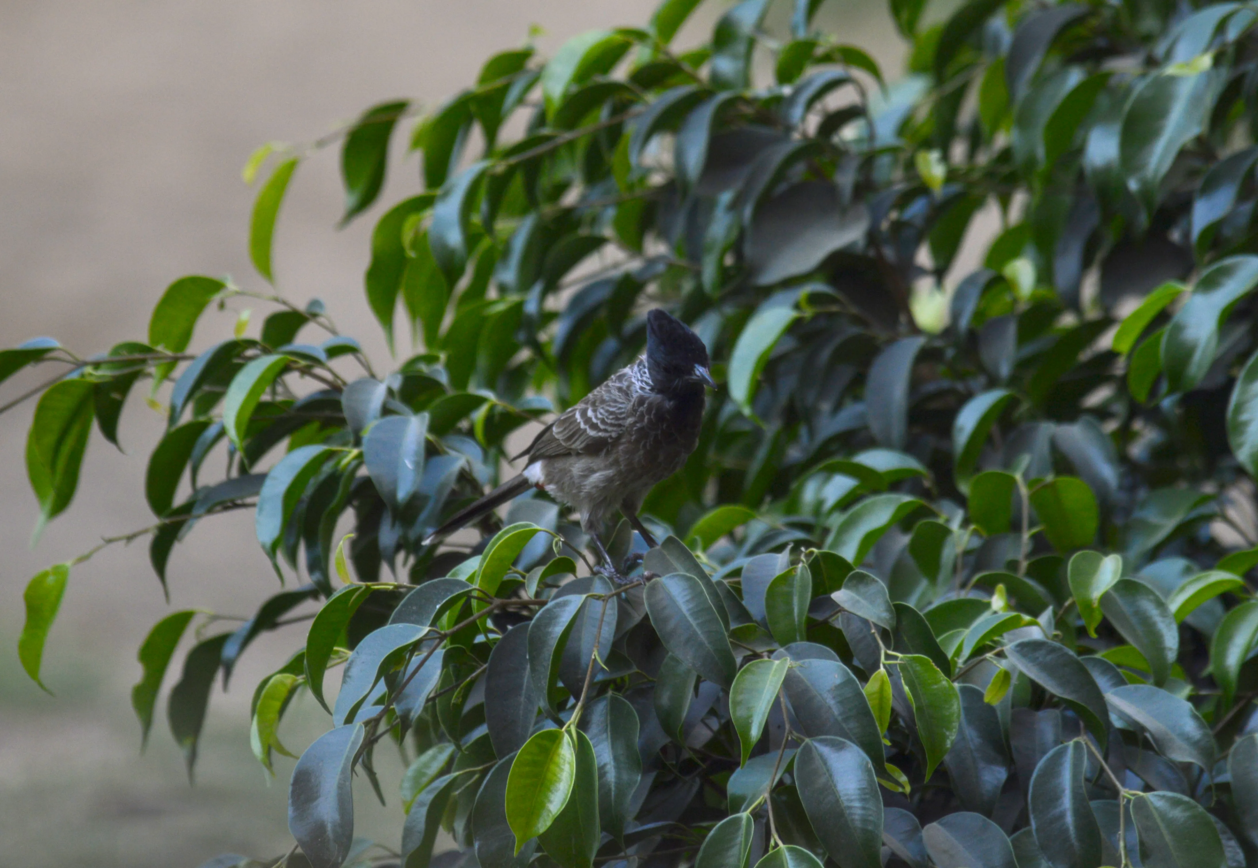 Red-vented bulbul with greyish black body sitting in leaves of a bush