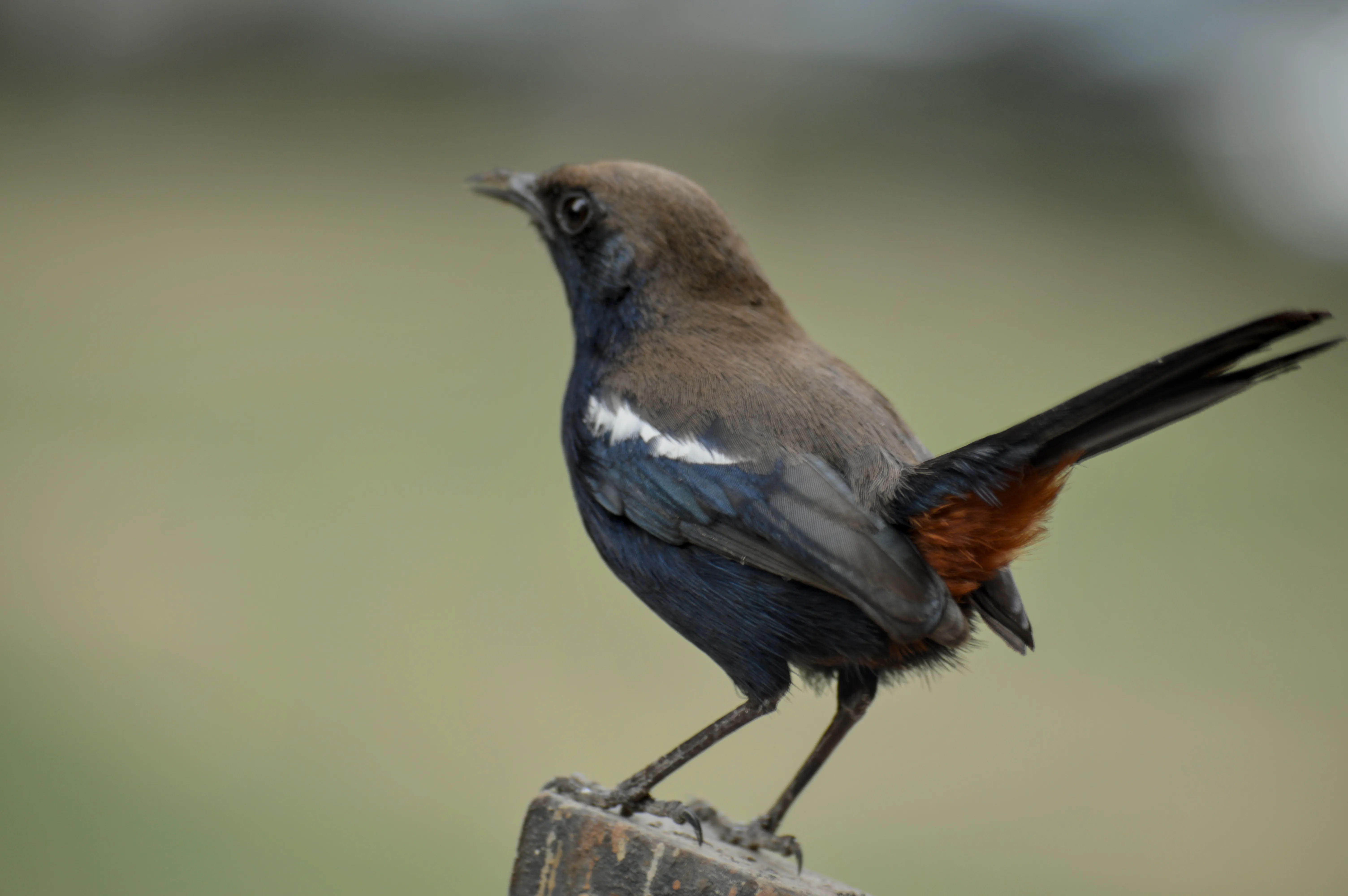 A close up of a flycatcher known as the Indian robin with brown-black body and dash of orange