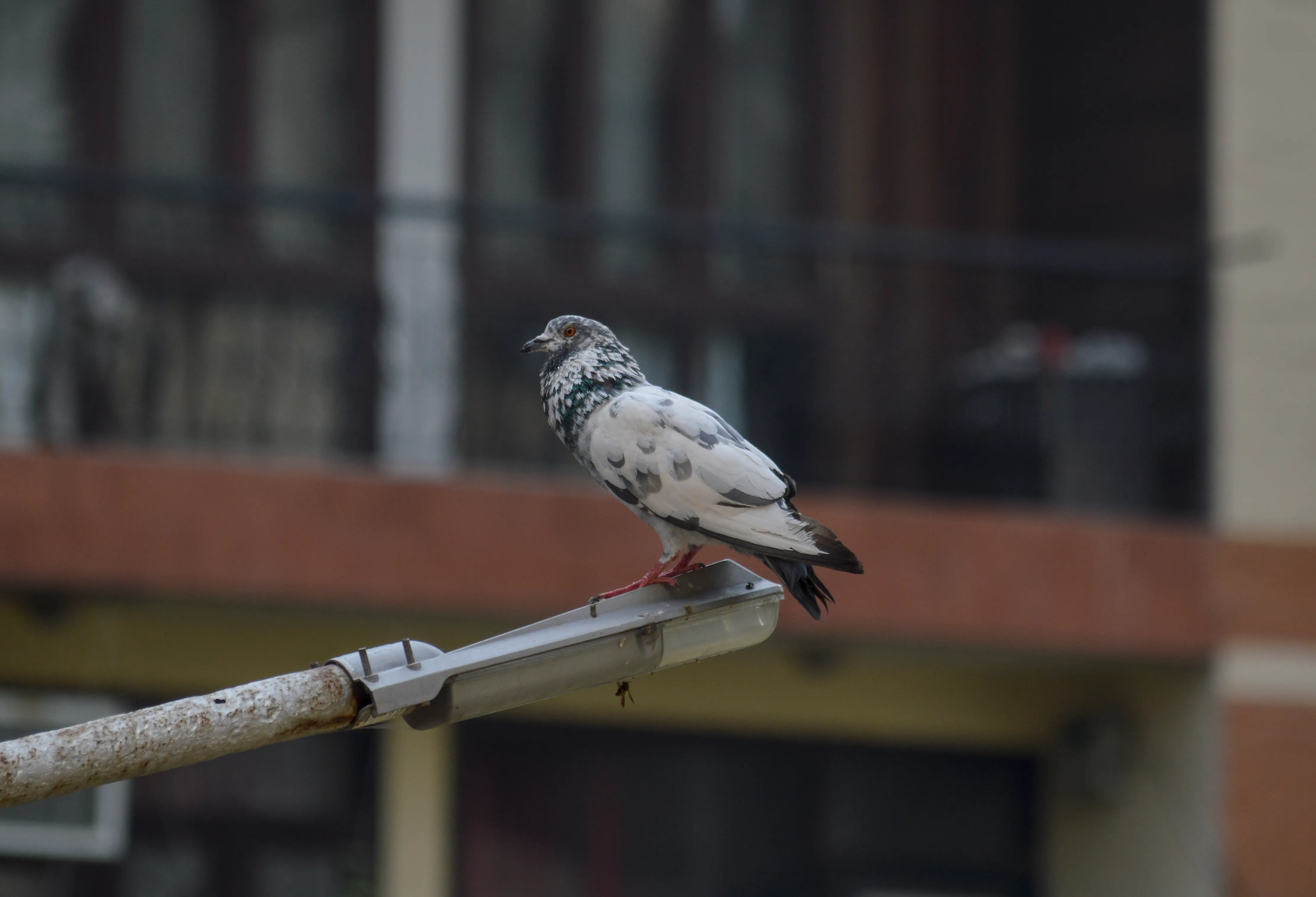 A white pigeon with streaks of black sitting on a lamp post