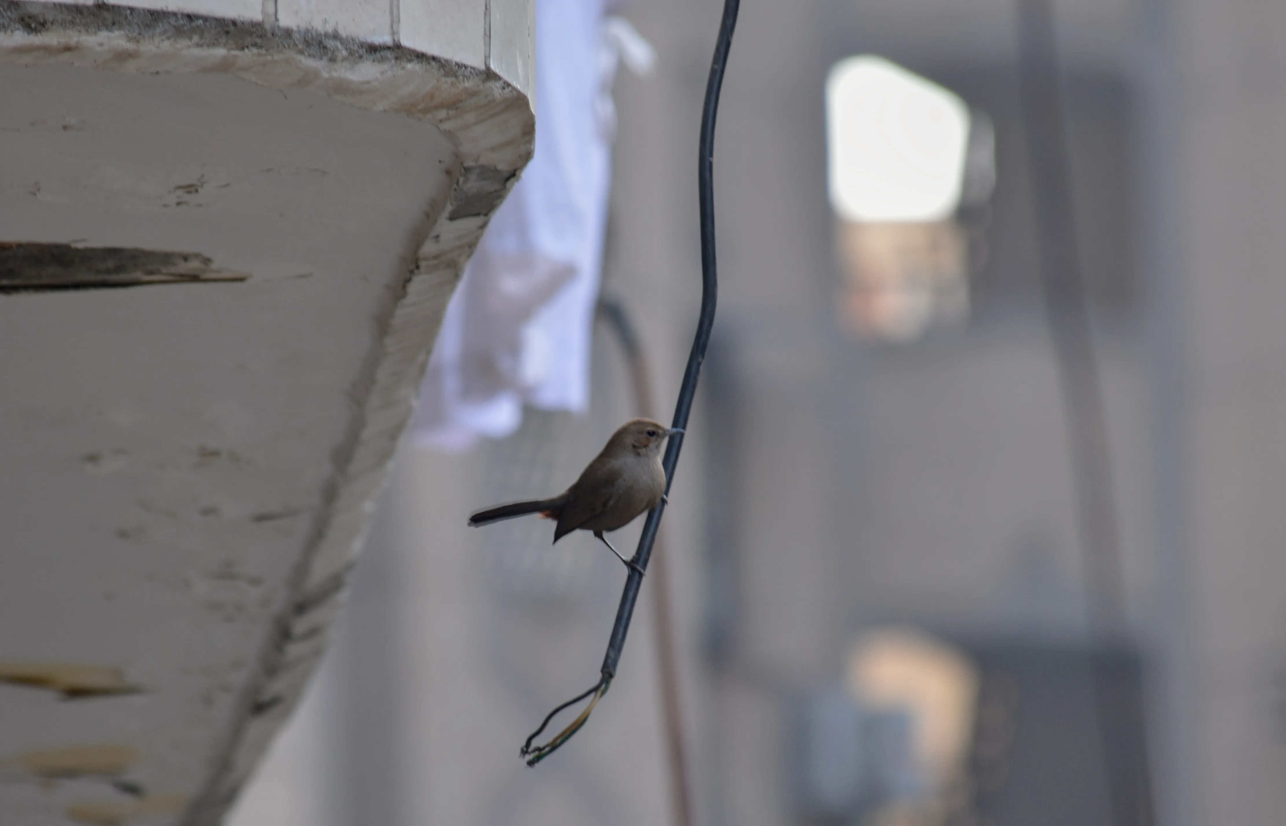 A grey flycatcher, the female Indian robin, hanging on a black wire with claws gripping on it