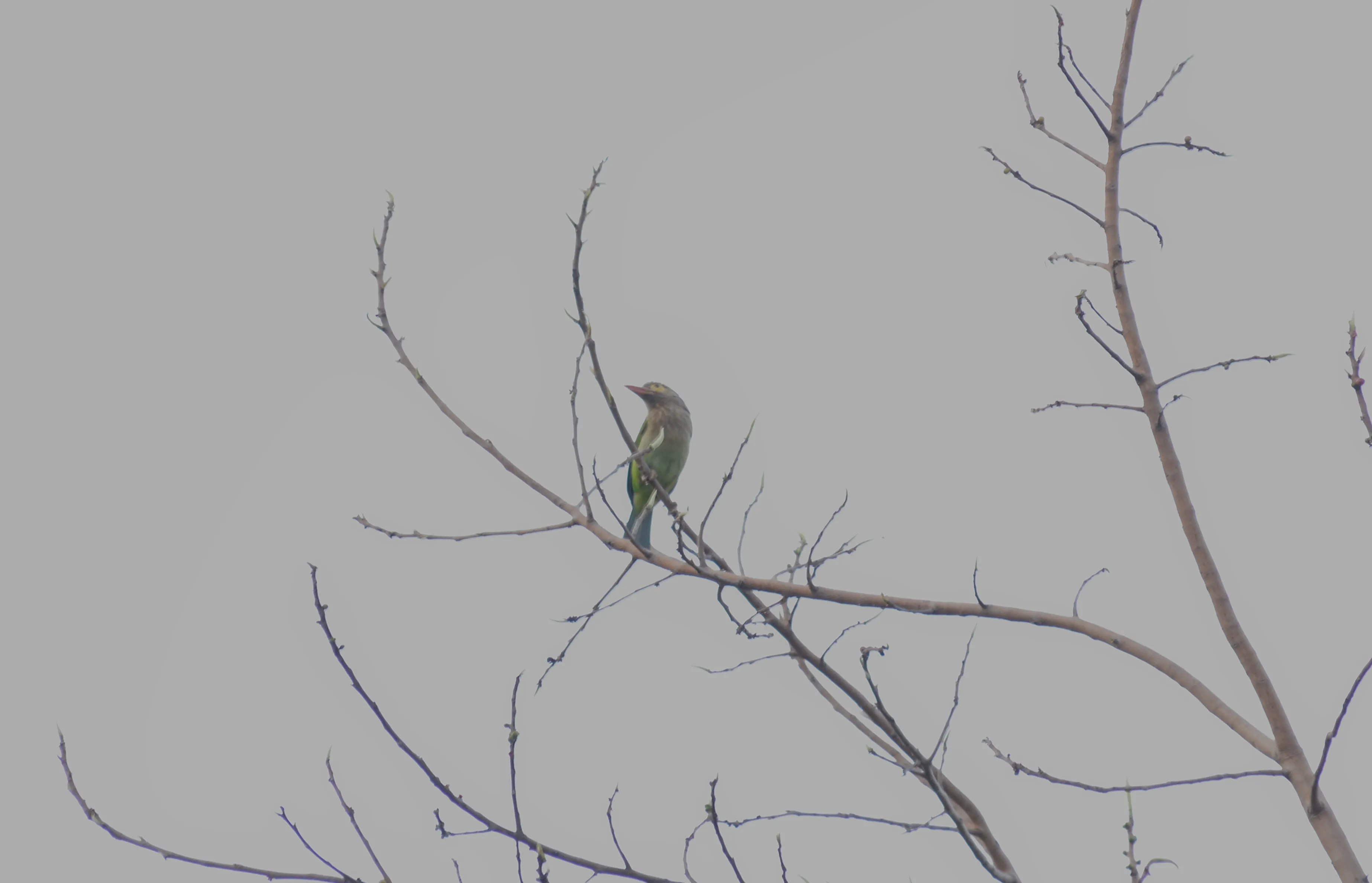 A slightly green bird with yellow eyes and red beak called a lineated barbet, sitting on a thin branch of a tree