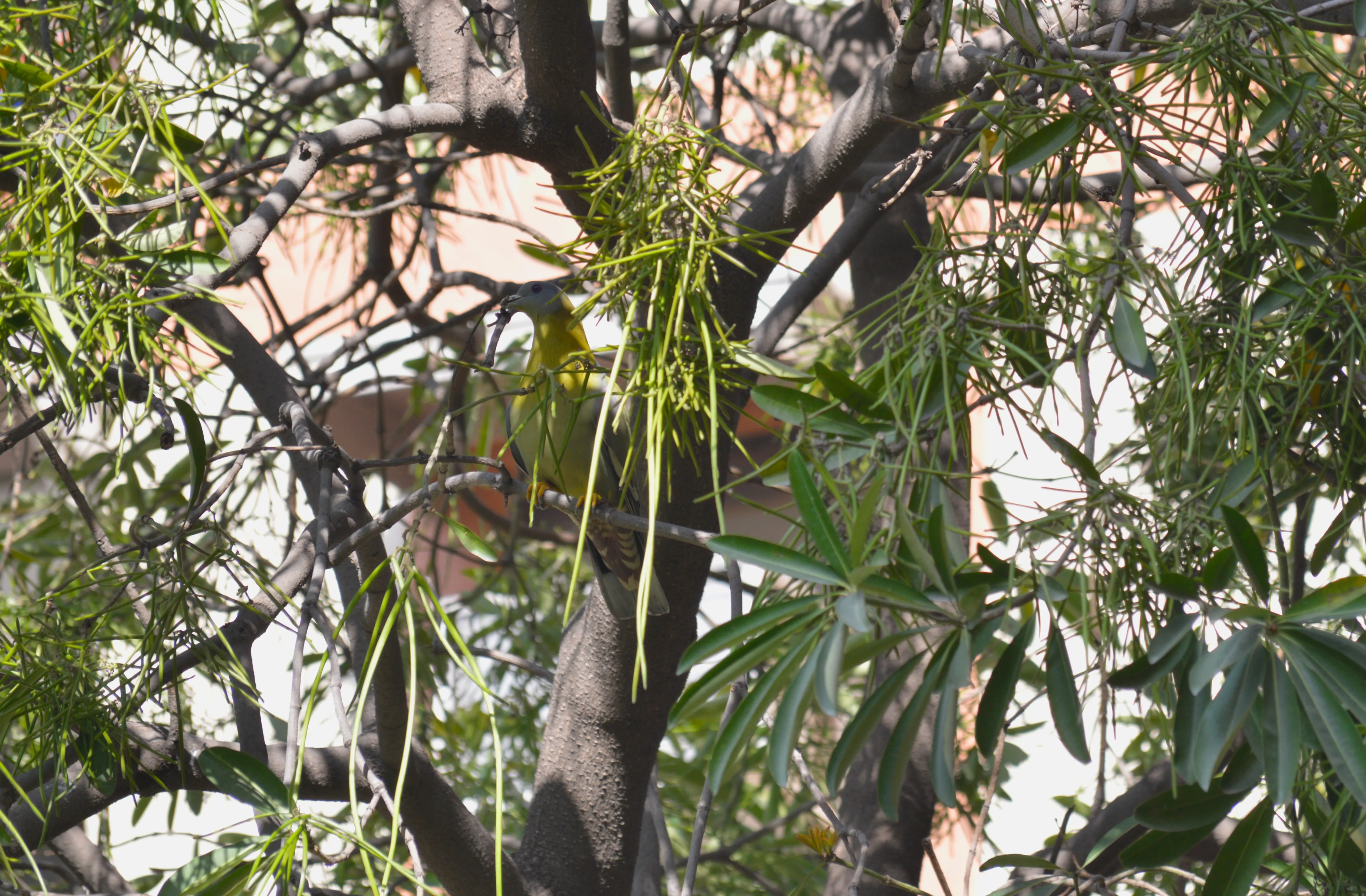 A green pigeon with a twig in it's beak sitting on a thick branch of a tree in between leaves