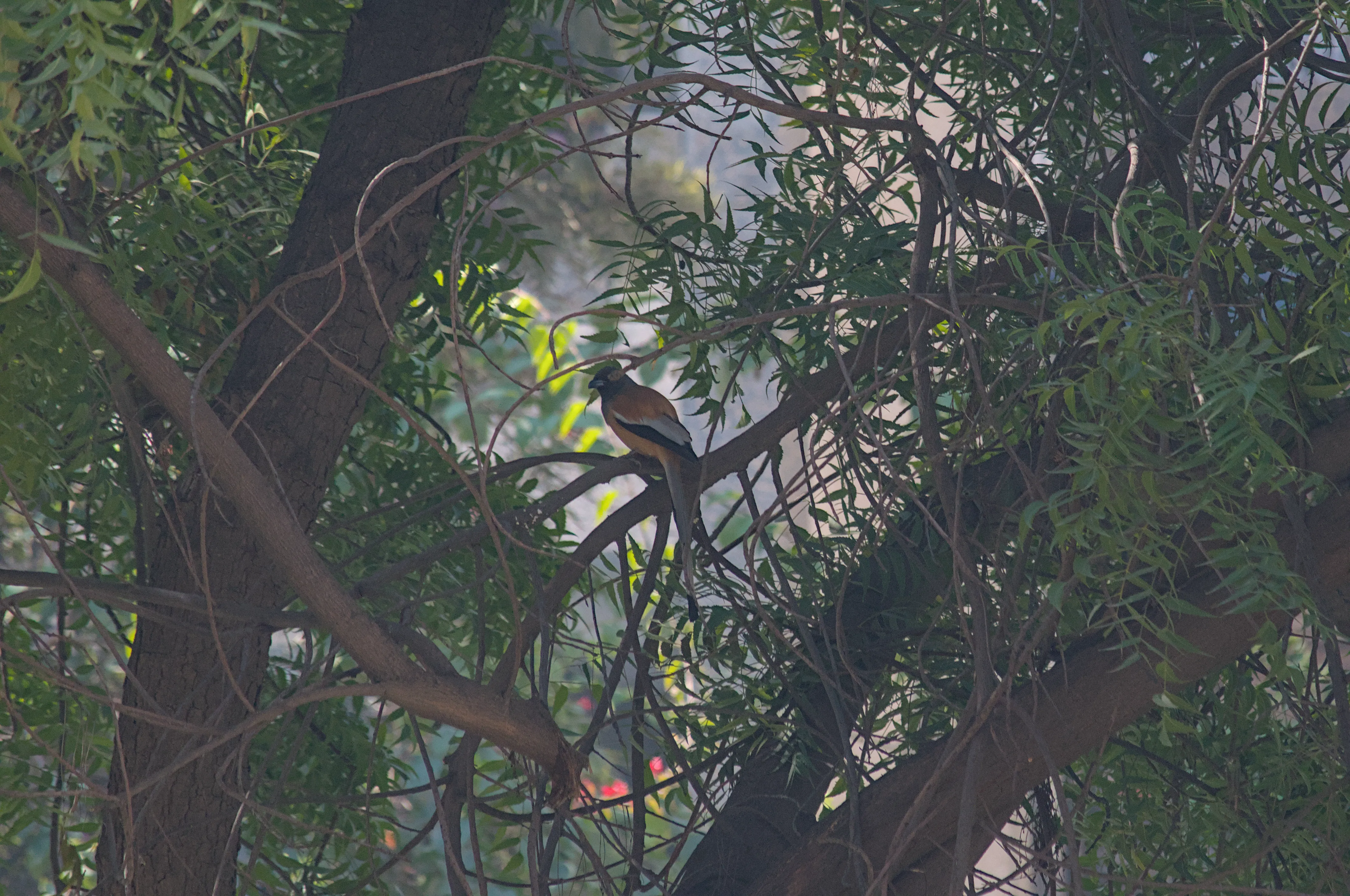 A bird with yellow wings and a long tail known as a rufous treepie, sitting on a branch of a tree