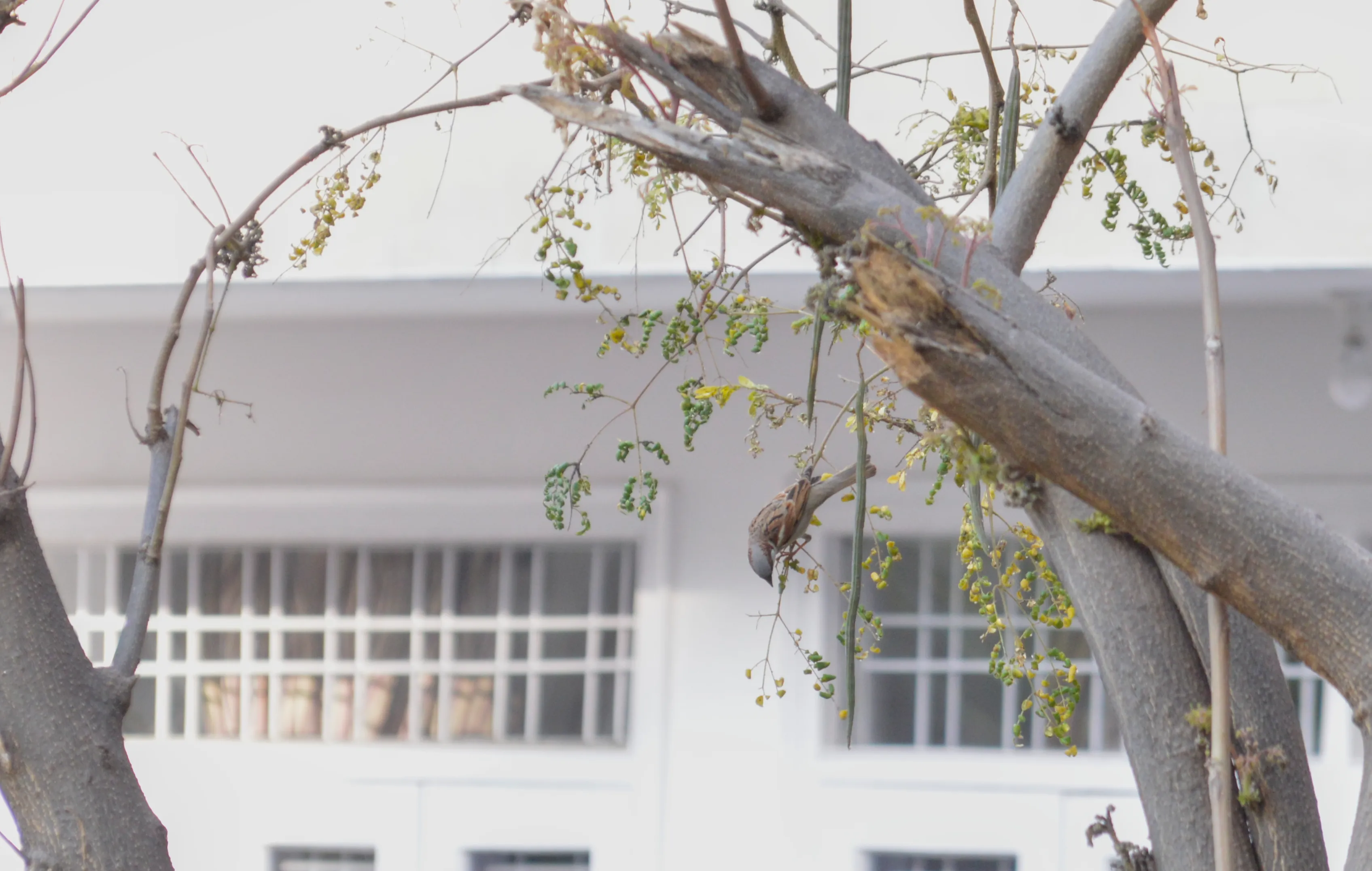 A sparrow hanging upside down on a very thin branch of a tree with tiny leaves