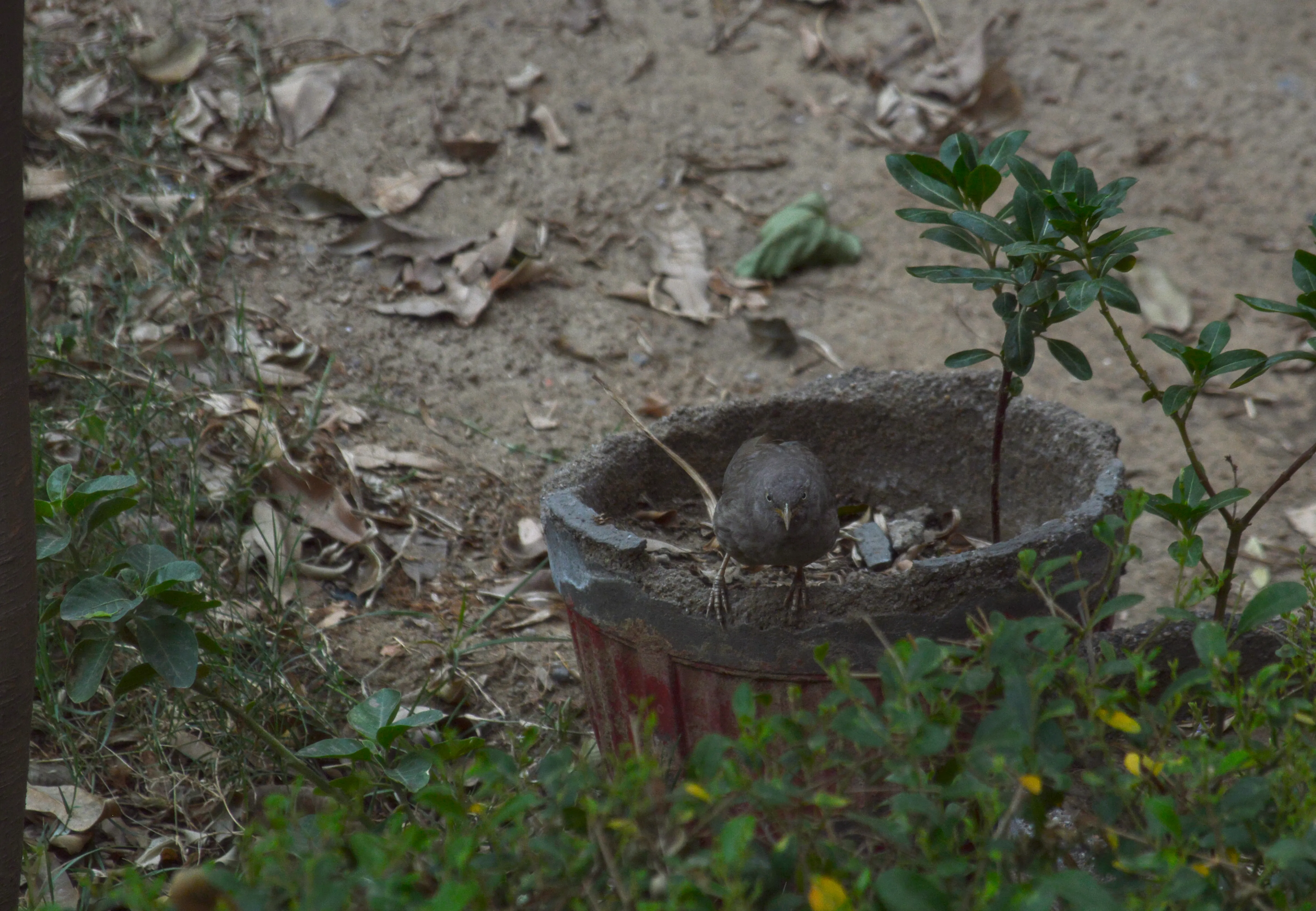 A jungle babbler with grey body and yellow beak sitting on an old flower pot staring at the camera