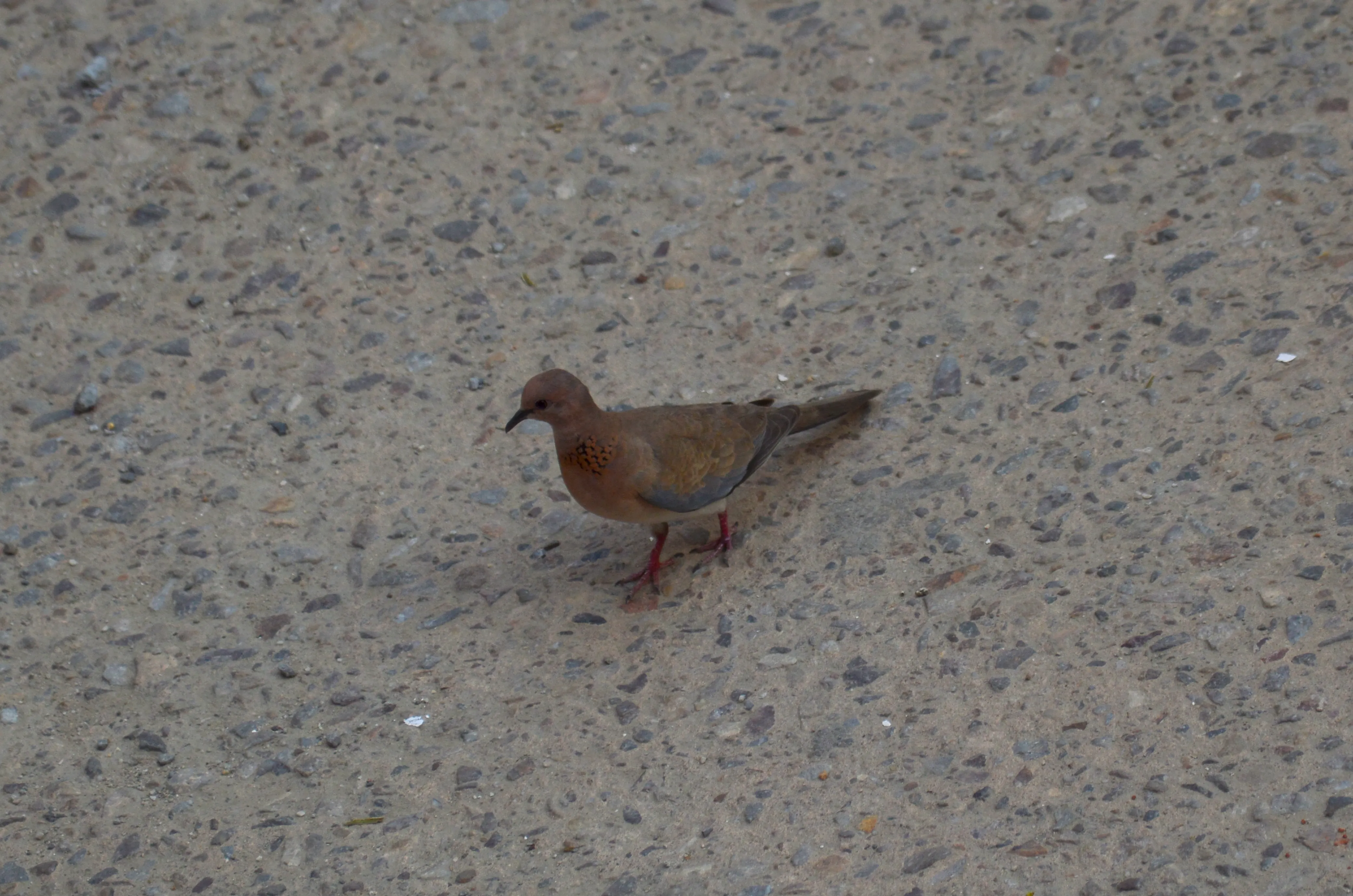 A laughing dove with skin coloured body and black beak on a concrete path