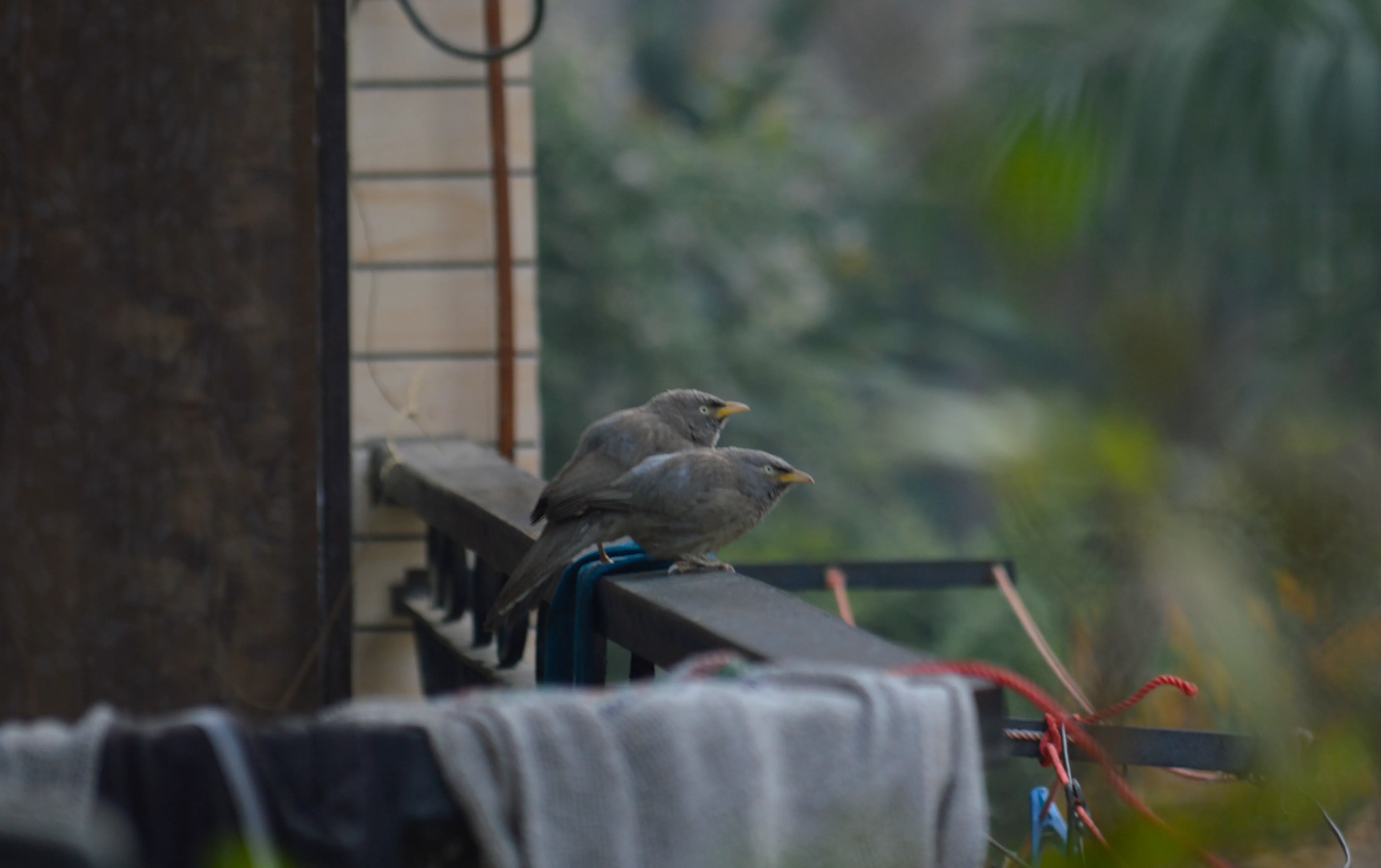 Two jungle babblers on a railing of a balcony staring in the same direction