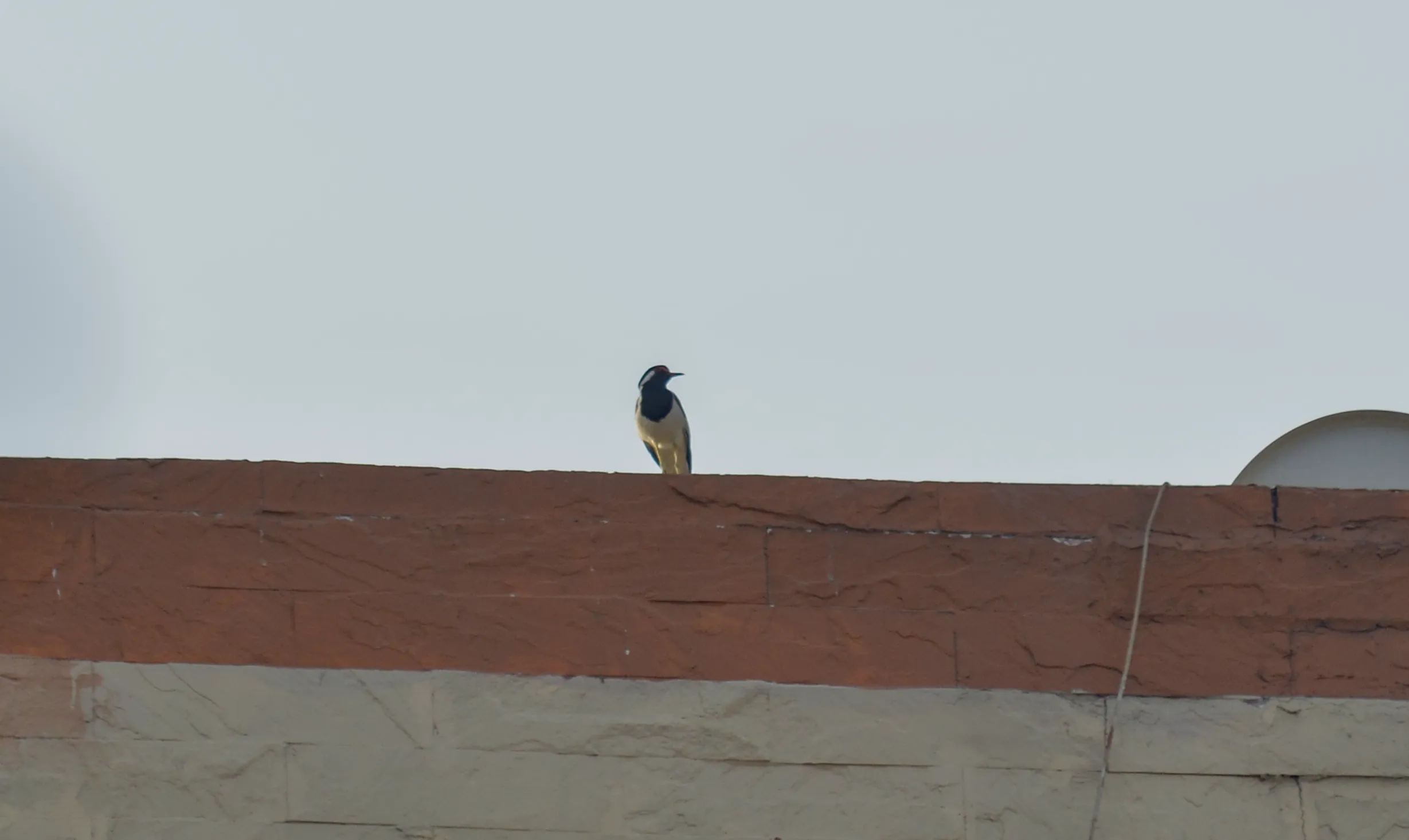 A black and white bird with slim beak perched on a roof