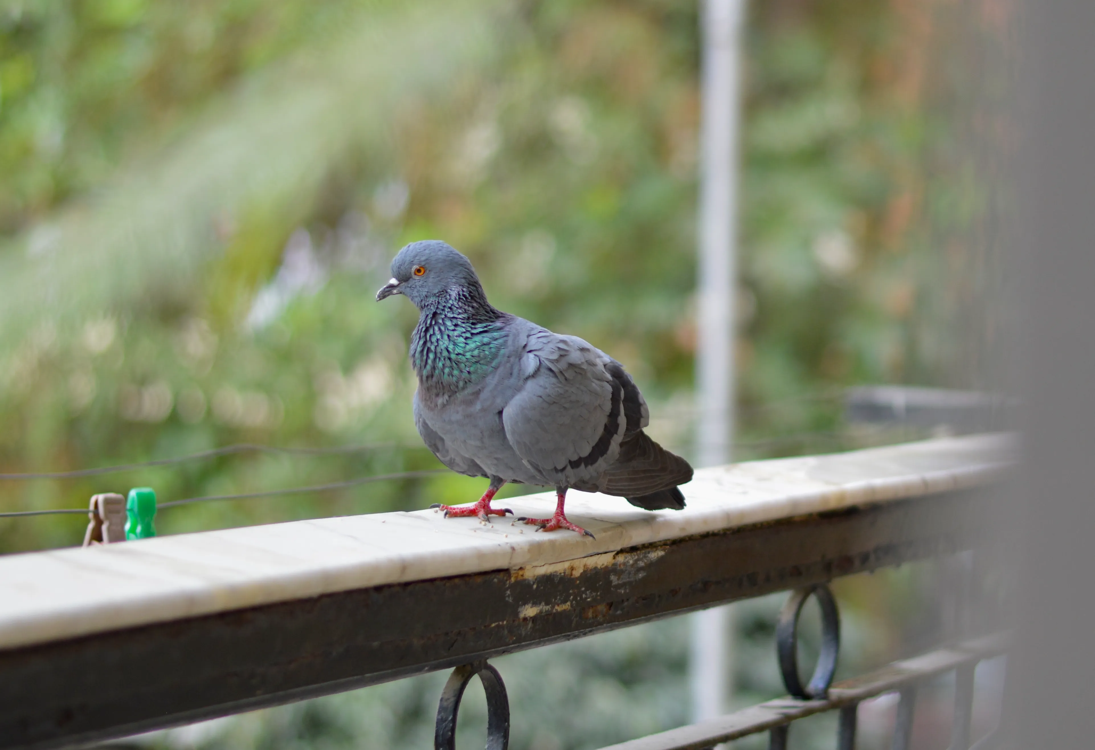 A pigeon with sleepy eyes and fluffy feathers sitting on a white marble railing