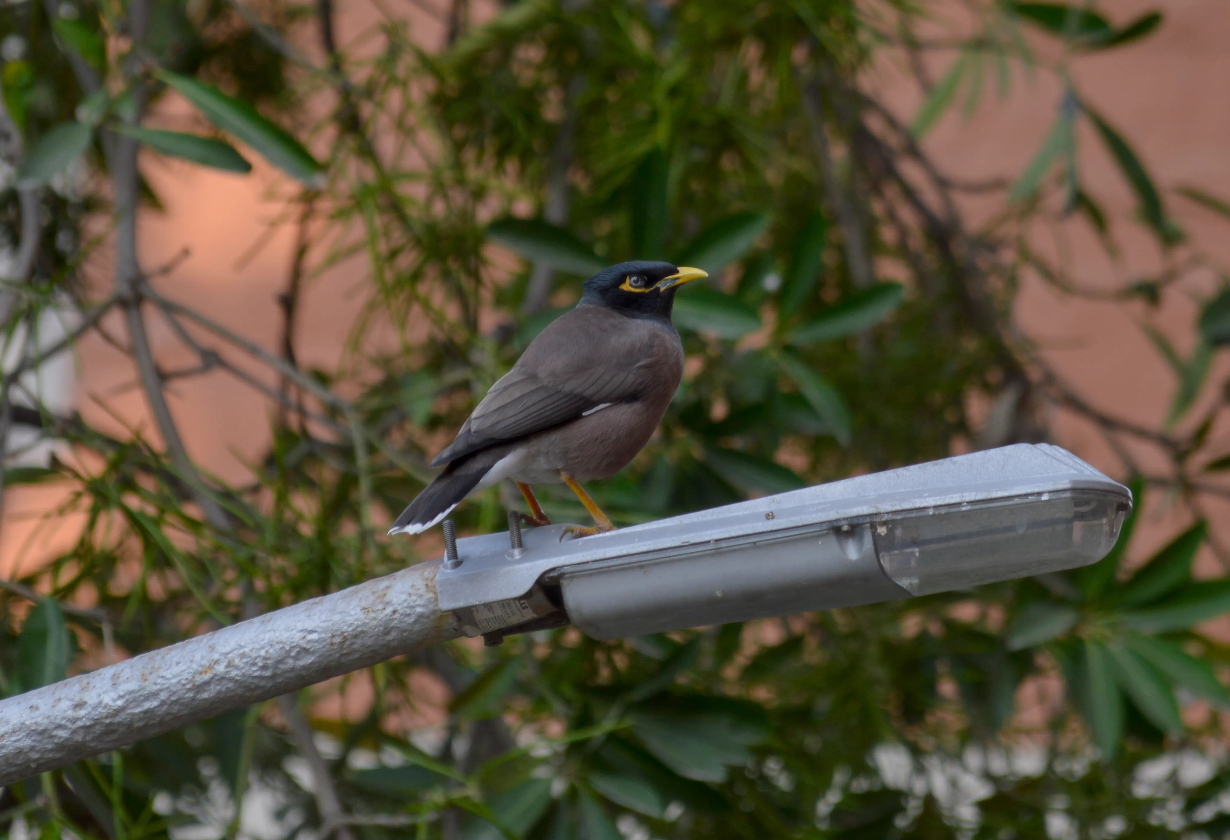 A myna with light brown body and yellow beak sitting on a lamp post