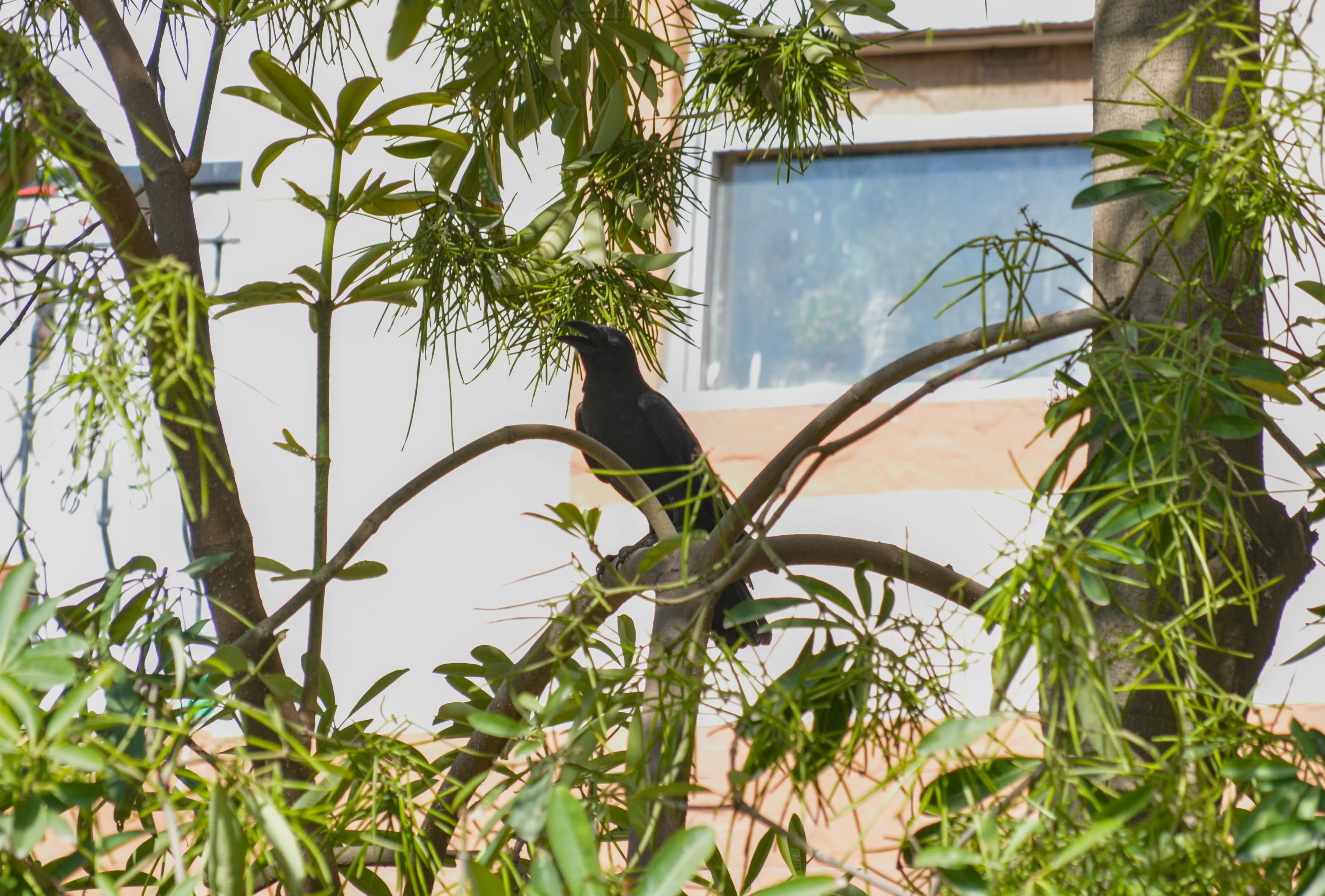 A black crow sitting on a tree branch with its beak slightly open