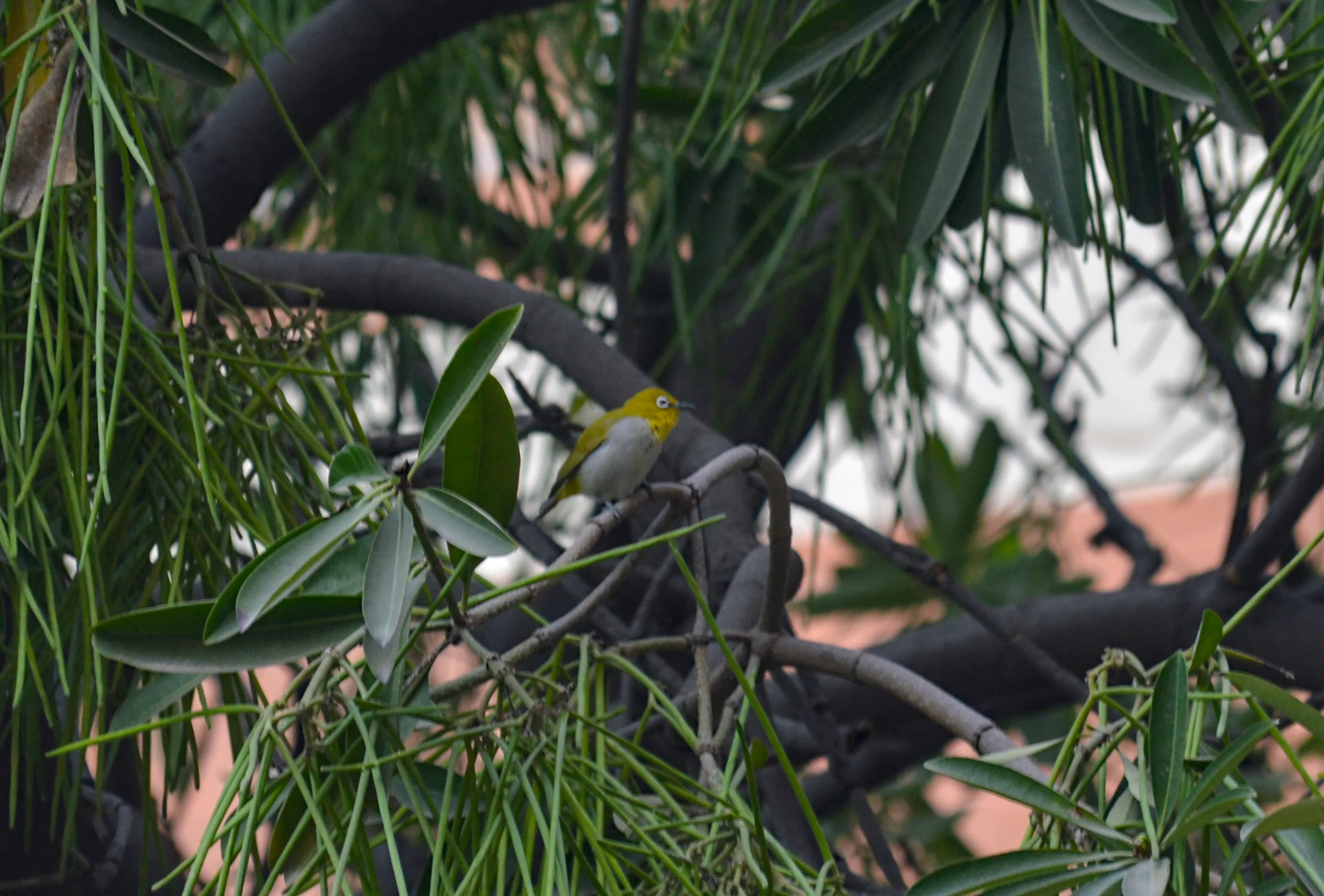 A small green bird known as a warbling white-eye, with green body and white eyes sitting on a tree branch