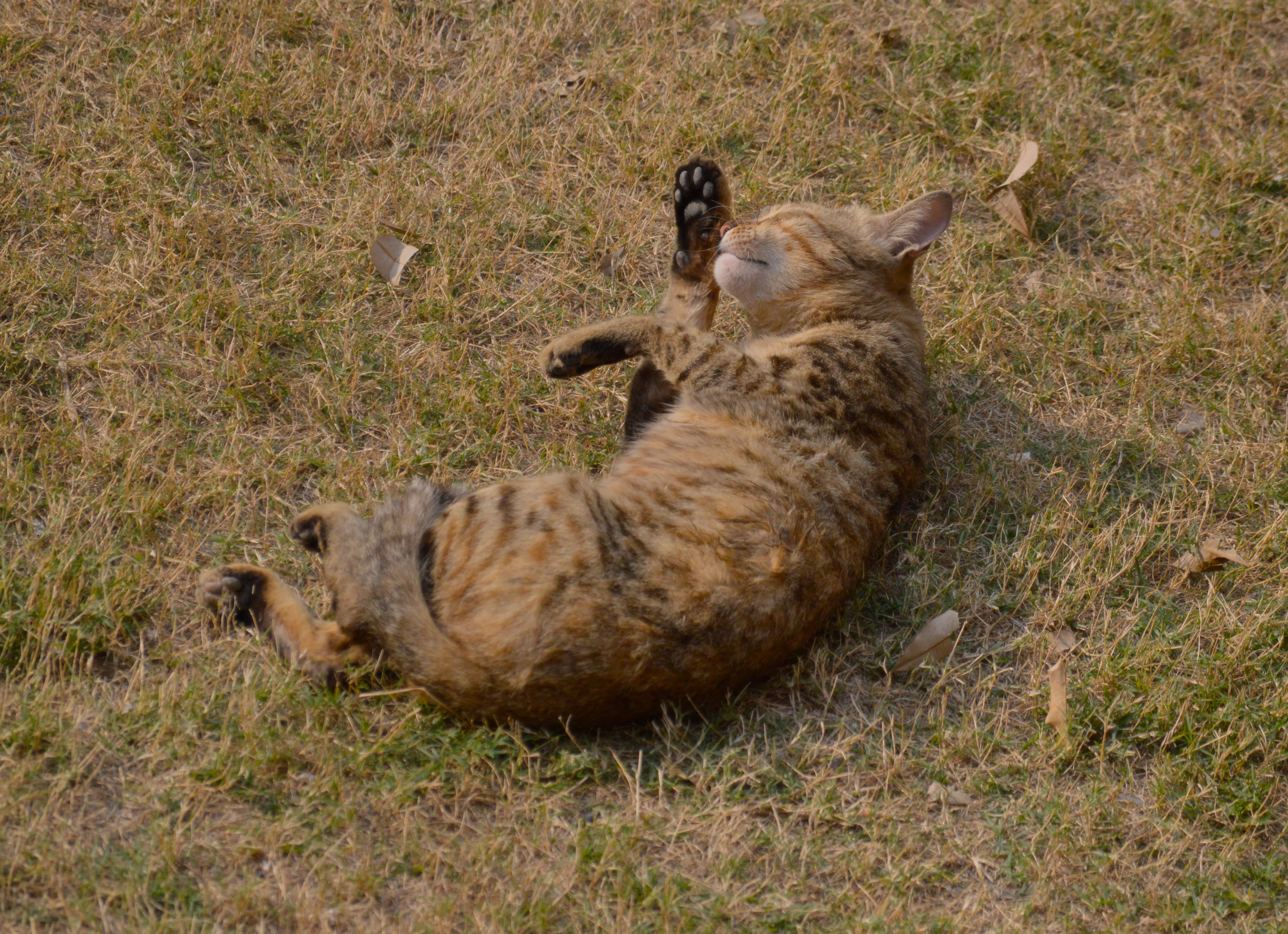 A rusty spotted cat, with light brown body and black dashes laying on grass with her paws to her face