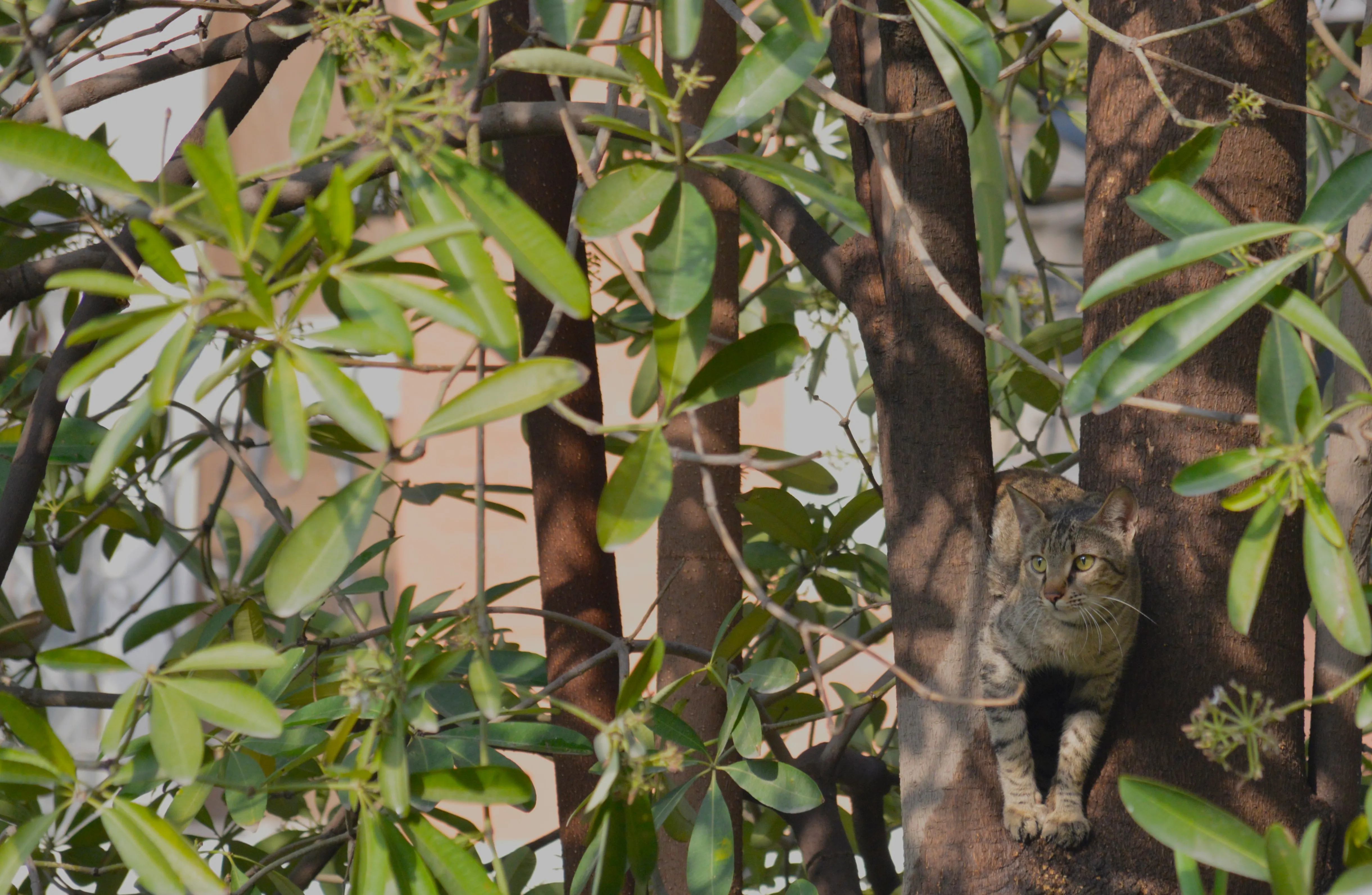 A rusty spotted cat sitting in a large tree between two thick branches looking off in a distance