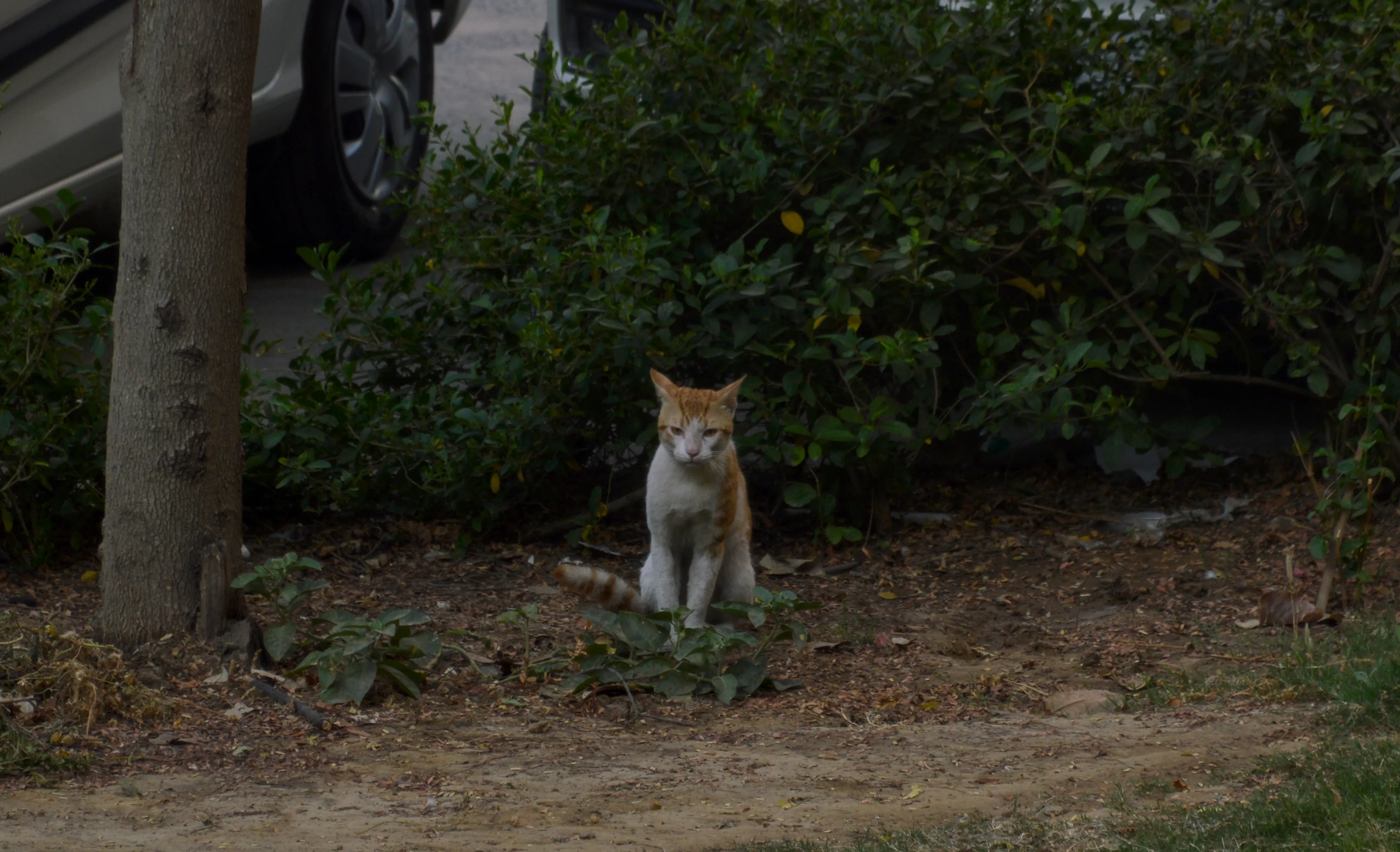 An orange and white tabby cat sitting in a park near a tree