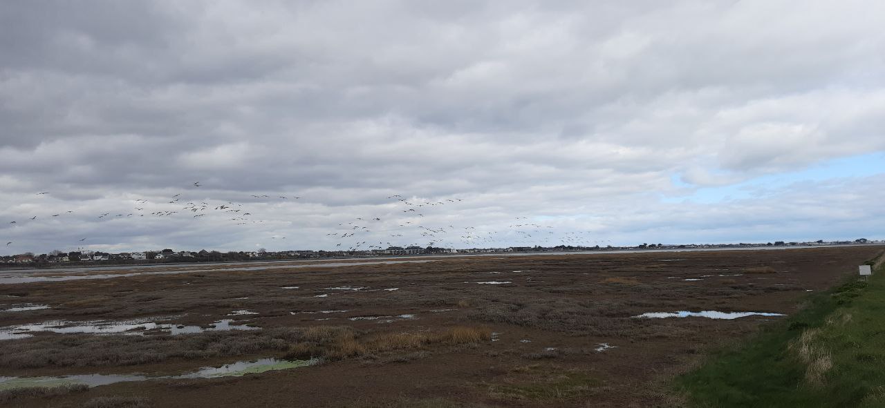 a landscape view of a salt marsh at bull island with group of birds flying above