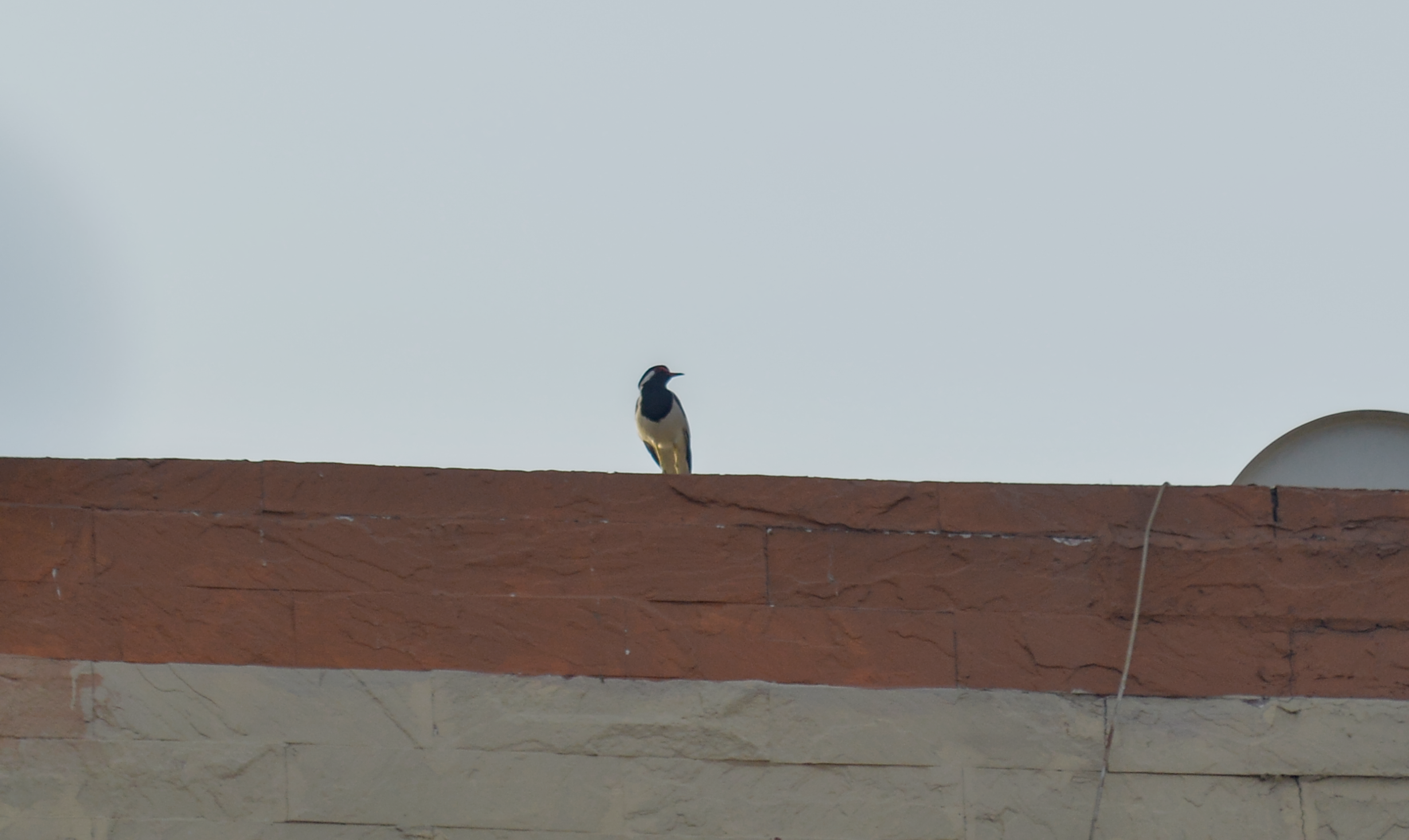 A black and white bird with slim beak perched on a roof