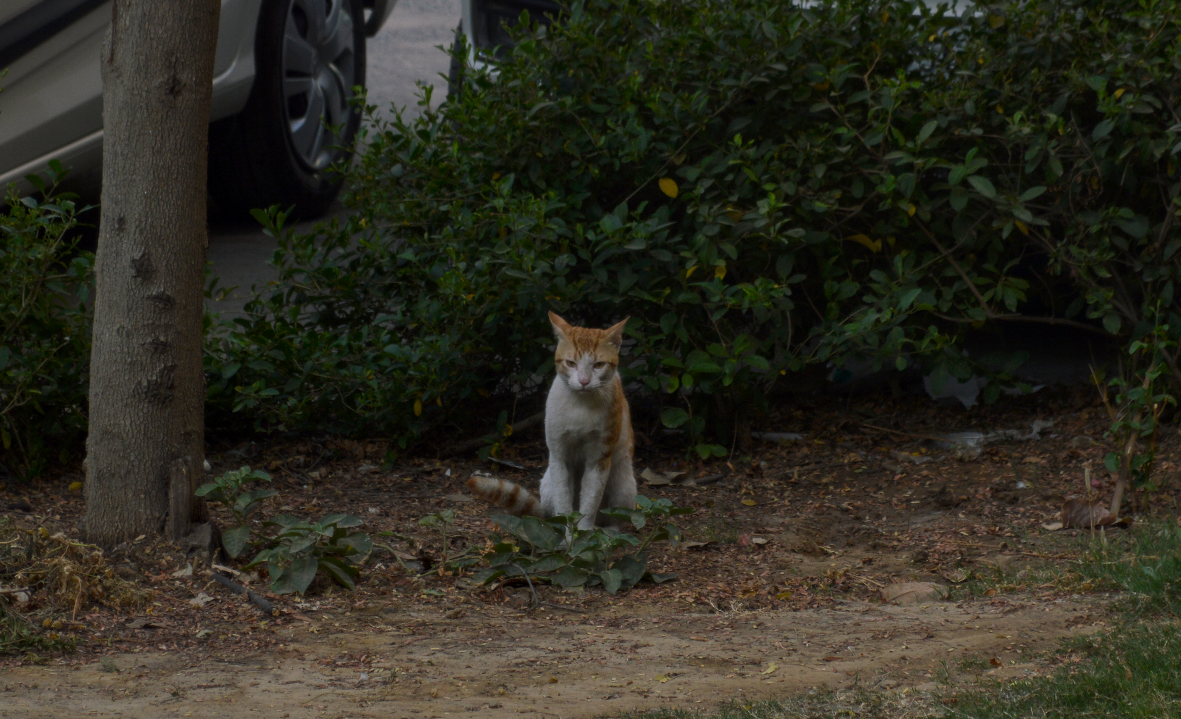 An orange and white tabby cat sitting in a park near a tree